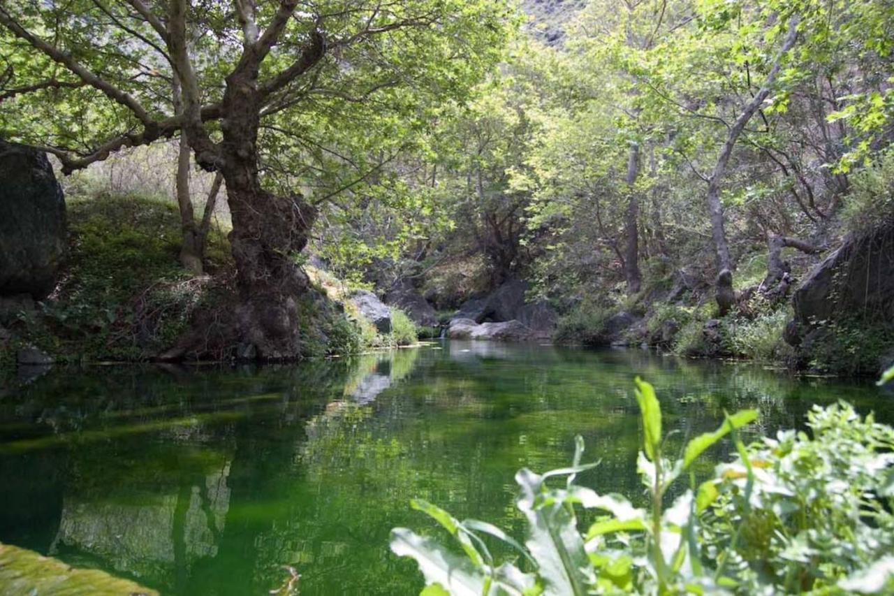 Agrilos οlive τree αpartment *